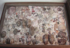 貝の標本